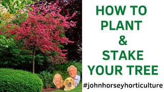 MAKE YOUR GARDEN AMAZING WITH PERFECT TREE PLANTING TIPS!