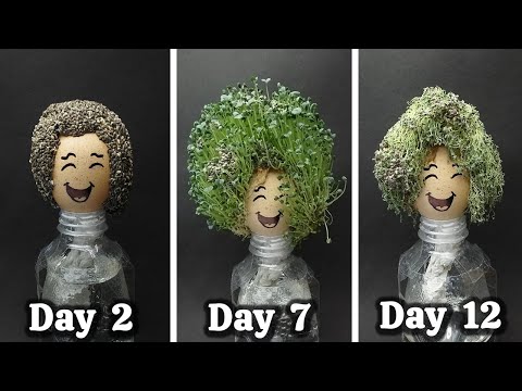 Growing Chia Seeds On Egg - DIY Chia Pet Time lapse 12 days