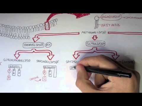 Human Metabolism Map I Glycolysis