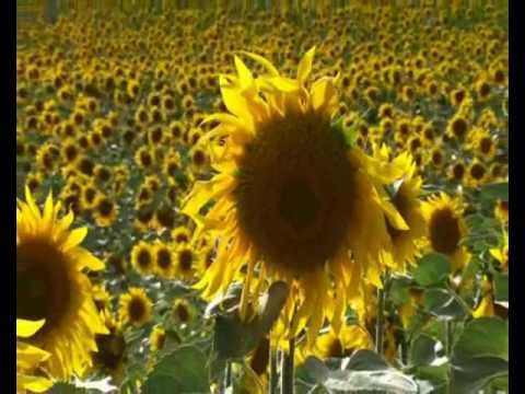 VOODOO HILL - Sunflower ft Glenn Hughes