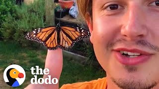 Guy Raises Caterpillars Into Monarch Butterflies | The Dodo by The Dodo