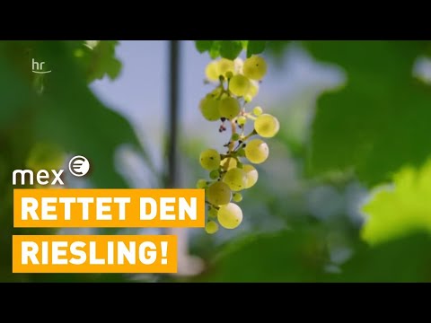 Klimawandel - warum der Riesling gerettet ist I mex
