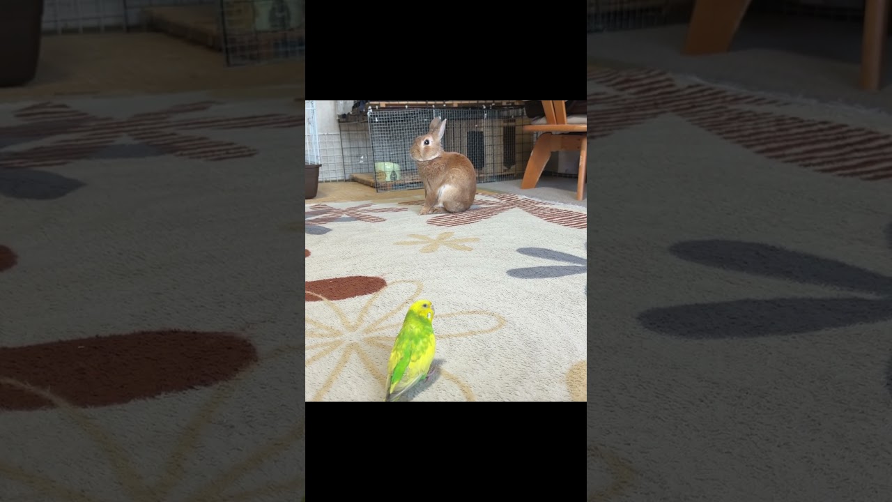 謎のオーラでインコの接近をギリギリで阻止するウサギ・・・　#うさぎとインコ #かわいい #おもしろ動画