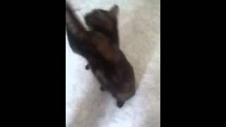 Mon chat qui dance et il s acroche