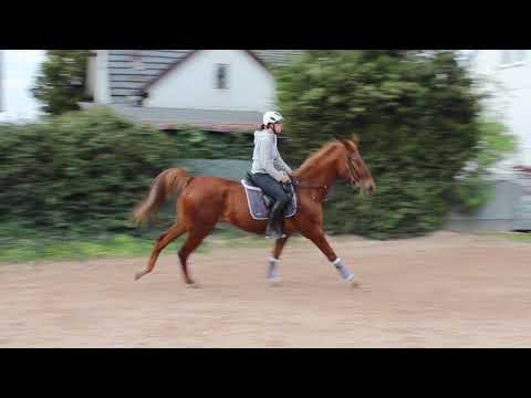 ***SOLD/VERKAUFT*** Baron, Wallach, *2009