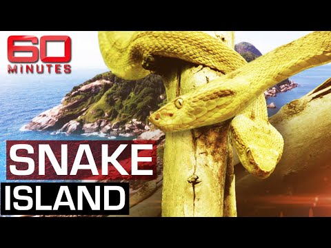 Snake Island: The Most Dangerous Spot on Earth