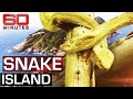 The deadliest place on earth: Snake Island | 60 Minutes Australia The deadliest place on earth: Snake Island | 60 Minutes Australia