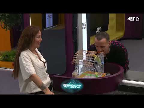 Ana dhe Getinjo iu këndojnë papagajve - Big Brother VIP Kosova