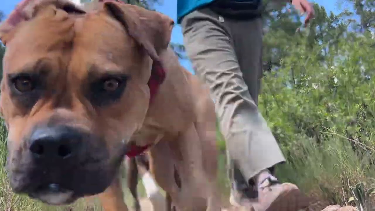 Enlarge Peanut, a Adoptable Mixed Breed in Flagstaff, AZ video 6/6
