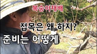 복숭아 접목 위한 접수는 언재 준비 할까요?
