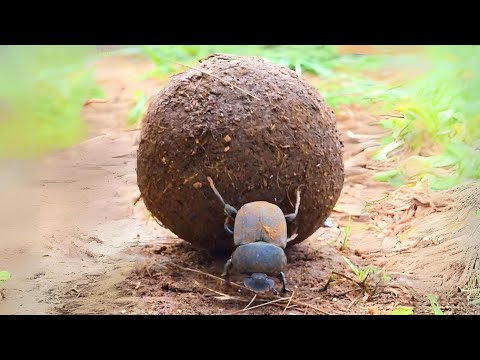Dung Beetle 💩 Rolls POOP for Survival!