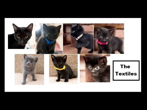 The Textiles - Kitten Academy Alumni Video