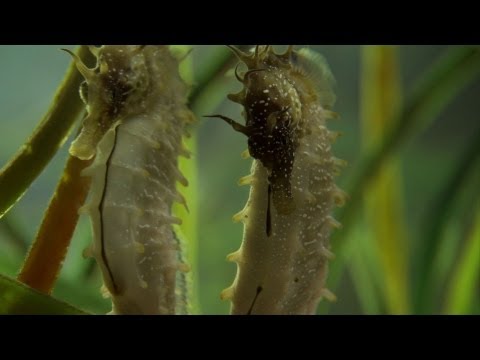 Seahorse Mating Dance - The Great British Year: Episode 2 Preview - BBC