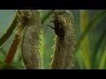 Seahorse Mating Dance The Great British Year Episode 2 Preview BBC