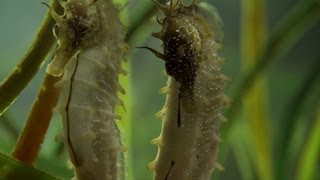 Seahorse Mating Dance - The Great British Year: Episode 2 Preview - BBC One