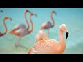 Nature All Rights Reserved Trailer BIEFF 2018