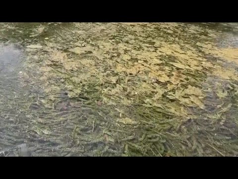 More carp now in Lake Austin to tackle hydrilla