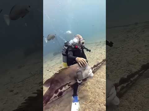 Jangan Pernah Sentuh Ikan Ini! 😱🦈 #shorts #viral #faktaunik