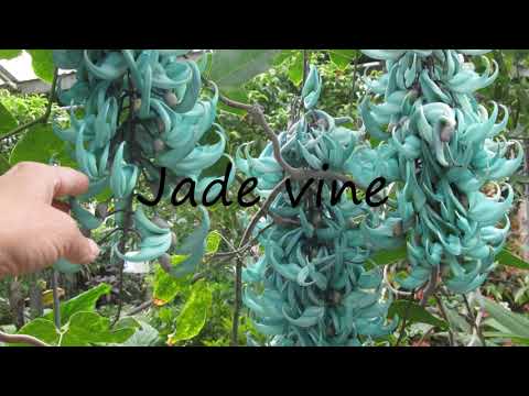 How to Pronounce Jade vine?