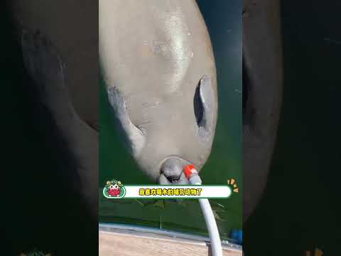海牛彌補了海洋沒有小豬的遺憾~#海牛 #海洋生物 #搞笑 #抽象 #娛樂評論大賞
