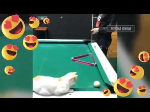 Funny cat