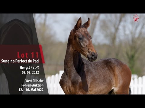 Fohlen-Auktion Lot 11 Sungino Perfect de Pad Hengst v. So Perfect - Dimaggio