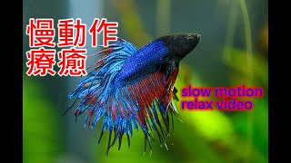 *療癒* 水族魚缸慢動作 | 冠尾鬥魚 極火蝦 紅蓮燈 黃金米蝦 白鼠魚 | *RELAX* aquarium relax video slow motion