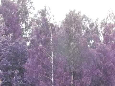 Niin metsä vastaa...