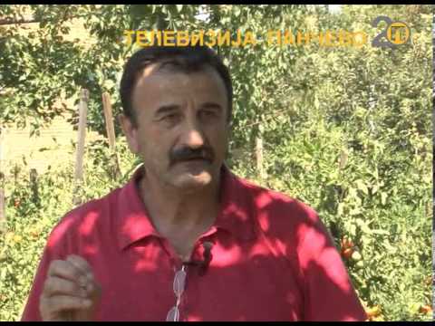 TV Pančevo - Stenice posisale paradajz