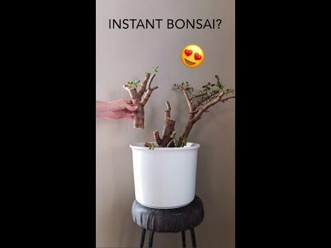 , title : 'Jade Plant Bonsai from Cuttings (drastic) #shorts'