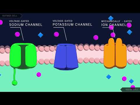 image-How does the membrane potential change during depolarization?