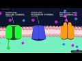Action Potential In The Neuron