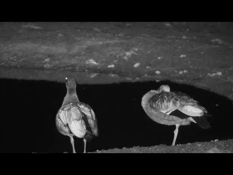 Djuma: Egyptian Goose pair - 03:35 - 10/23/19