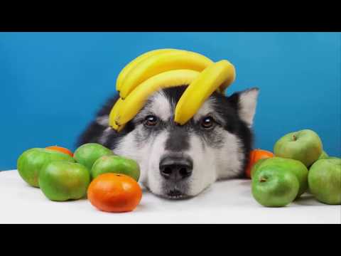 , title : 'Frutas, Verduras e Legumes que Seu Cachorro Pode Comer!'