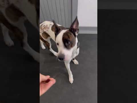 SPECTER K9 video.