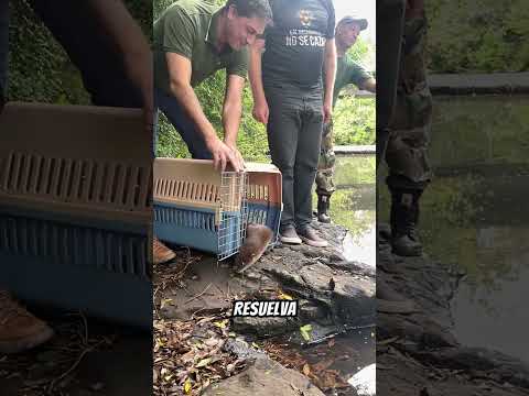 #Montecarlo #Misiones #ZoologicoMontecarlo #MaltratoAnimal #DerechosAnimales #OJANA
