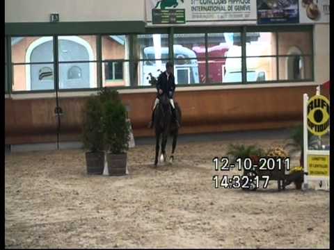 Heiniger-Pferde.com Hann. Wall. 2006 von Stolzenberg x Escudo