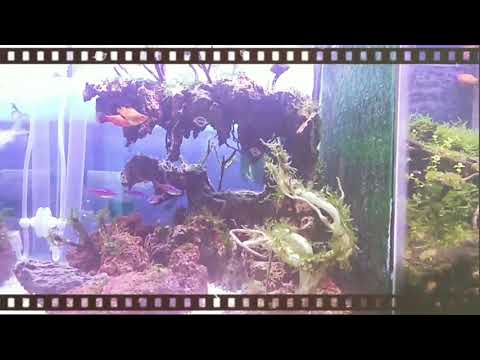 aquascape,1 jadi 2