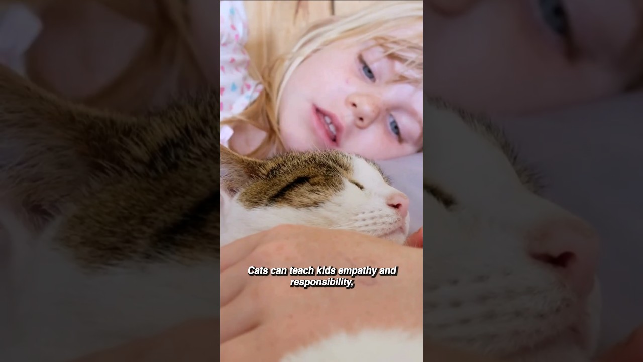 6 Important Things To Consider When Getting Your Kids A Cat #cats #catcare #cattips #catlovers