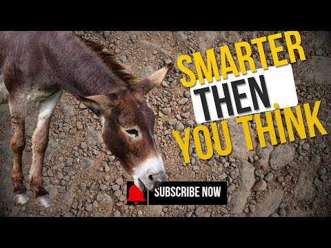 Donkeys: Smarter Than You Think | The Untold Truth About Their Intelligence