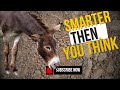 Donkeys: Smarter Than You Think | The Untold Truth About Their Intelligence