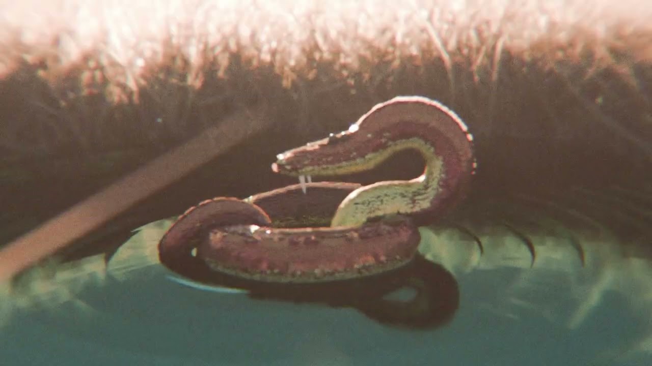 Snaquin