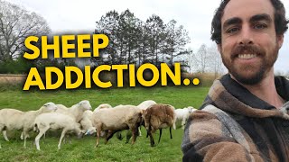I’m Addicted to Raising Sheep — Here’s Why