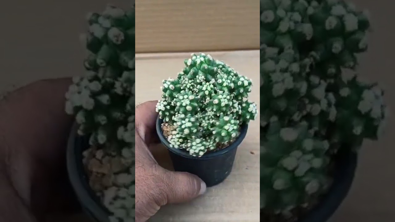 Echinocactus grusonii 🌵 var. Inermis 👉 750 +p&h 👈#cactus #plants #garden #cactuses #cactuscollector