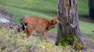 October 19th - Wonderful Counselor