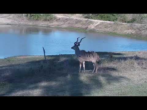 Djuma: Kudu bulls - 16:48 - 10/20/21