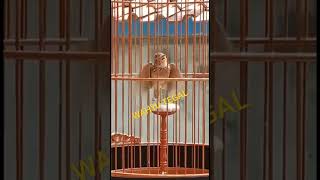 Download lagu BRANJANGAN ANDA PASTI IKUTAN BUNYI@HewanViral@rumahhewan1134 mp3 Download lagu BRANJANGAN ANDA PASTI IKUTAN BUNYI@HewanViral@rumahhewan1134 mp3