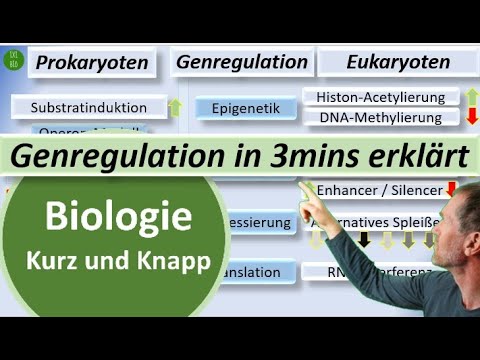 Genregulation bei Prokaryoten und Eukaryoten in 3mins erklärt - Biologie kurz und knapp - BioIxi