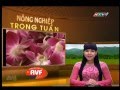Bản tin nông nghiệp trong tuần 02.10.2013