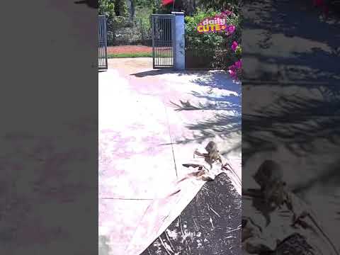 Giúp thiệt đó chứ ngứa răng gì 🤣 #dailyvlog #haihuoc #xuhung #foryou #giaitri #funny #pets